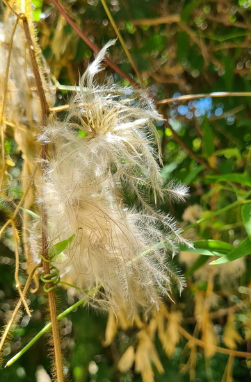 Cabello de ángel/Old man's beard