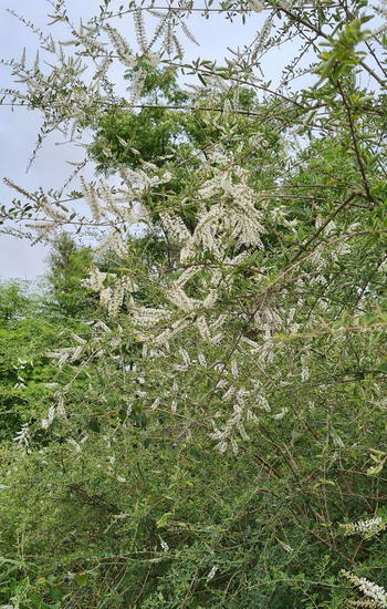 Cedrón del monte/White brush