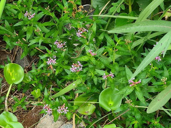 Sietesangrías/Cuphea fruticosa