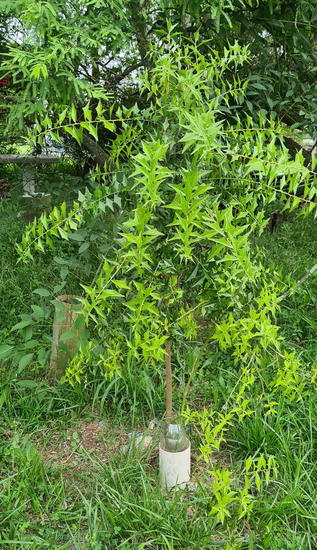 Sombra de toro/Jodina rhombifolia