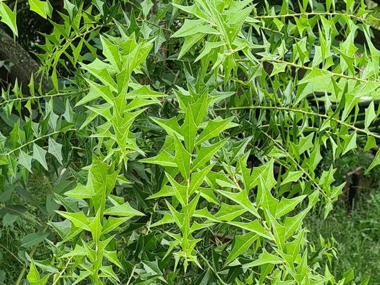 Sombra de toro/Jodina rhombifolia