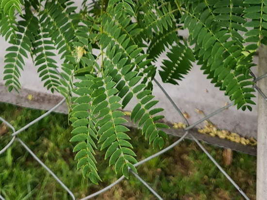 Timbó/Pacara earpod tree