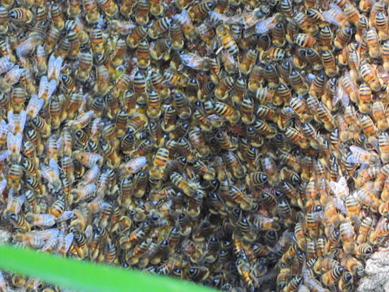 Abeja europea