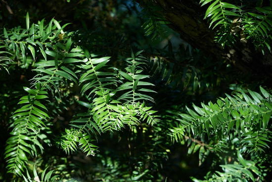 Araucaria australiana/Bunya pine
