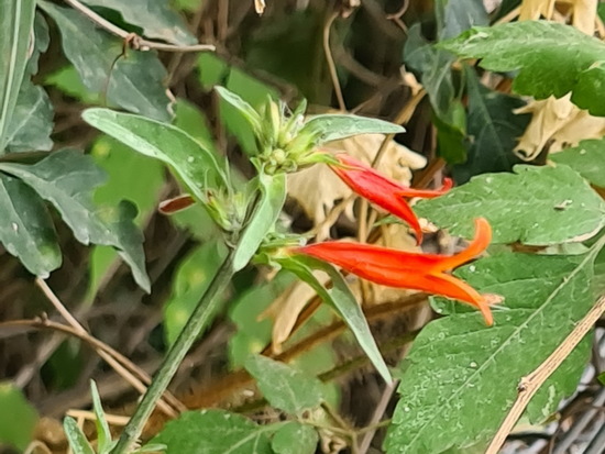 Canario rojo/Dicliptera tweediana