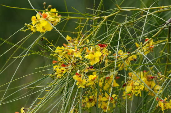 Cina cina/Jerusalem thorn