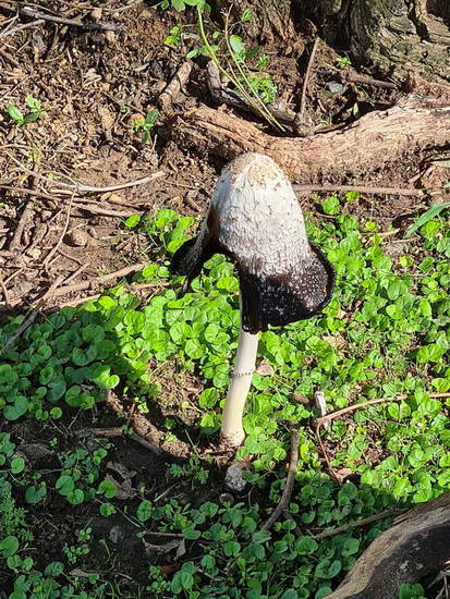 Seta de tinta/Shaggy inkcap