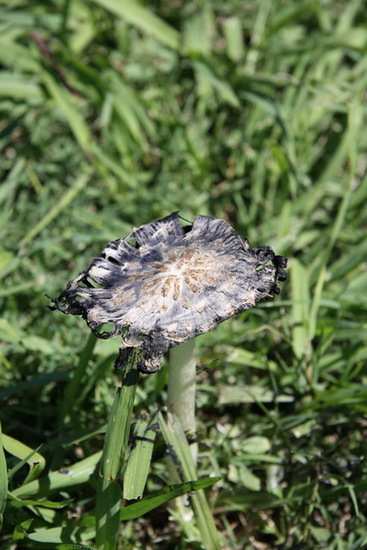 Seta de tinta/Shaggy inkcap