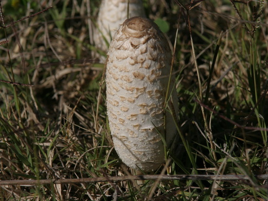 Seta de tinta/Shaggy inkcap