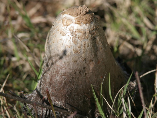 Seta de tinta/Shaggy inkcap