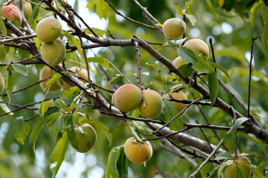 Duraznero/Peach tree