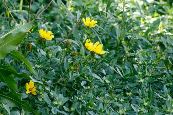 Flechilla/Larger bur-marigold