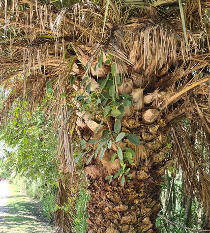 Higuerón/Wild fig tree