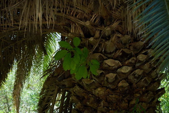 Higuerón/Wild fig tree