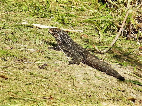 Lagarto overo