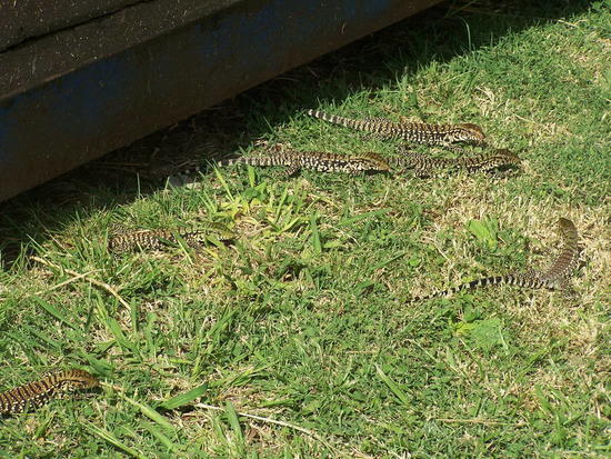 Lagarto overo