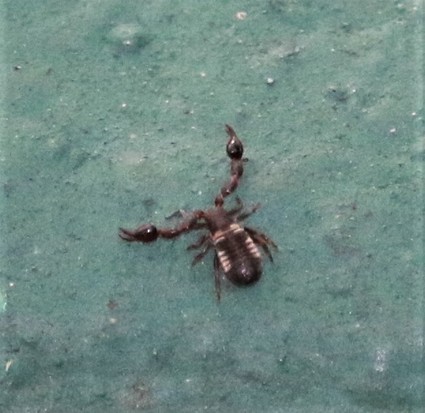 False scorpion