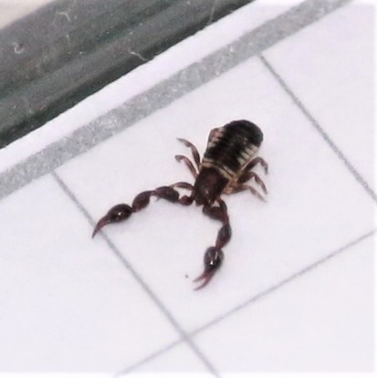 False scorpion