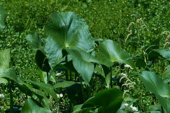 Sagitaria/Giant arrowhead