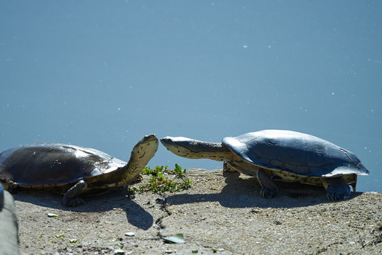 Tortuga de laguna
