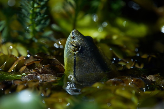 Tortuga de laguna