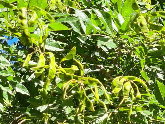 Bugre/Lonchocarpus nitidus