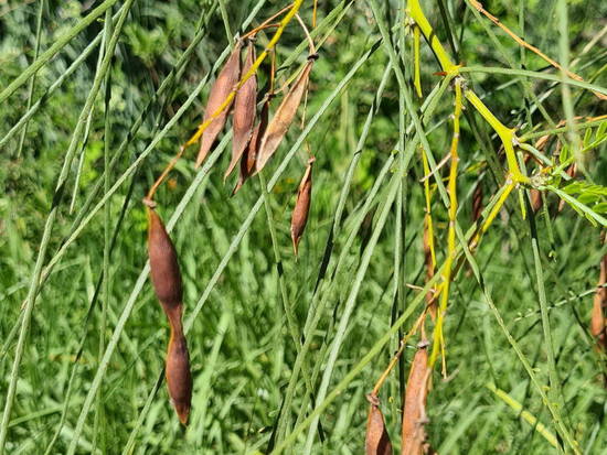 Cina cina/Jerusalem thorn