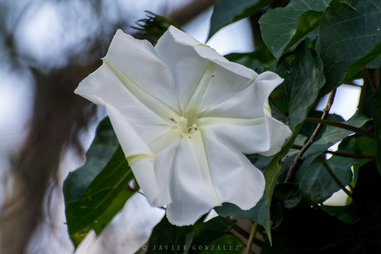 Dama de noche/Moonflower