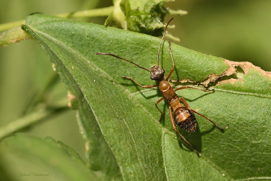 Broad-headed bug