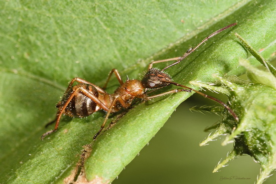 Broad-headed bug