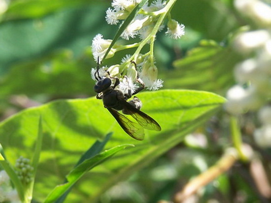Apoid wasp