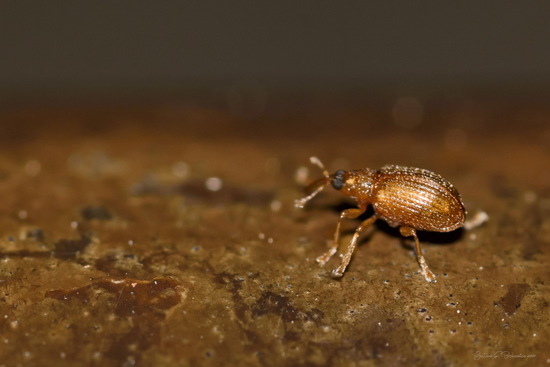 Snout beetles