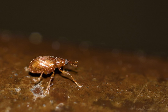 Snout beetles
