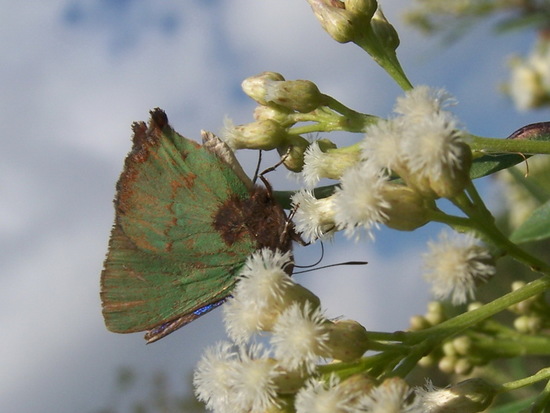 Frotadora esmeralda coluda