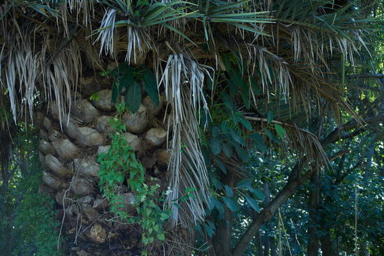 Higuerón/Wild fig tree