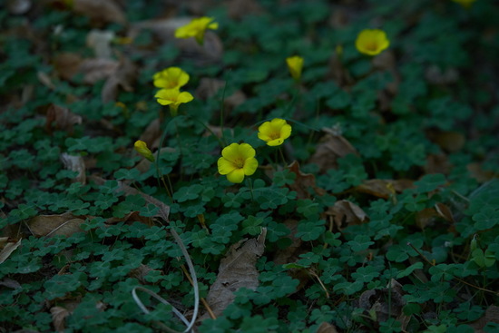 Macachín amarillo/Yellow sorrel