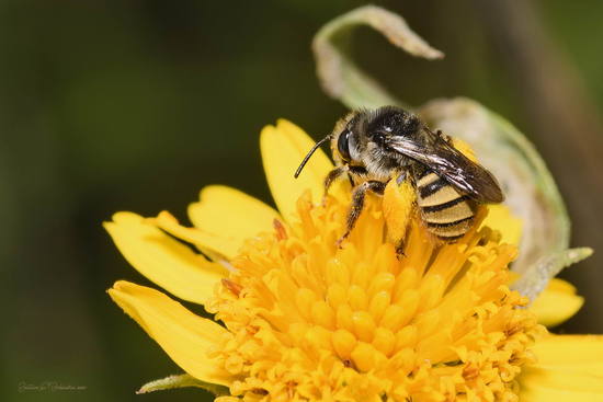 Long-horned bee
