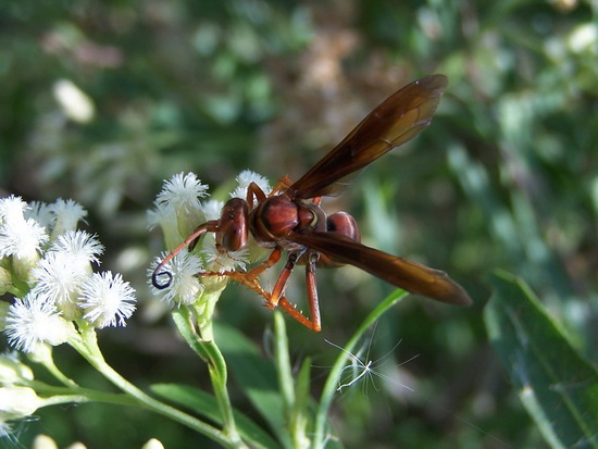 Spider wasp