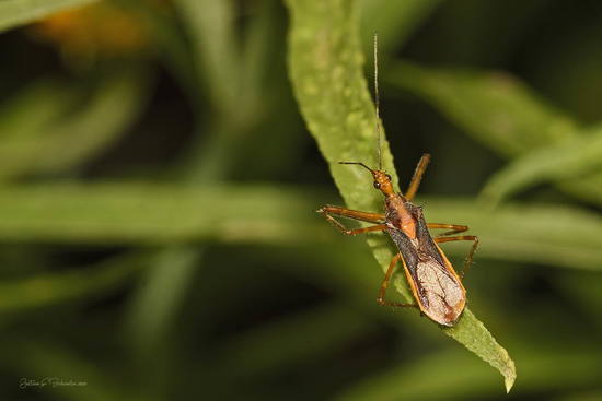 Assassin bug