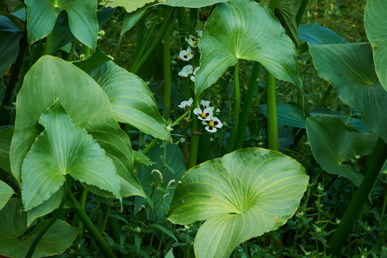 Sagitaria/Giant arrowhead