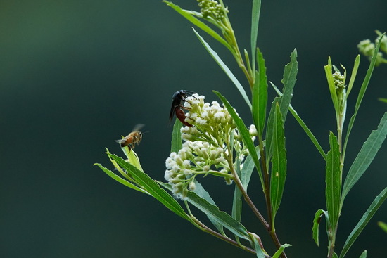 Scoliid wasp