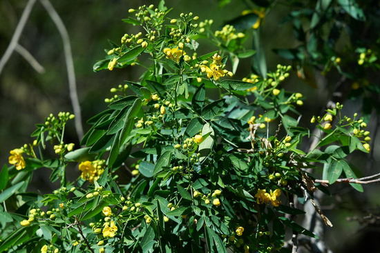 Sen del campo/Buttercup tree