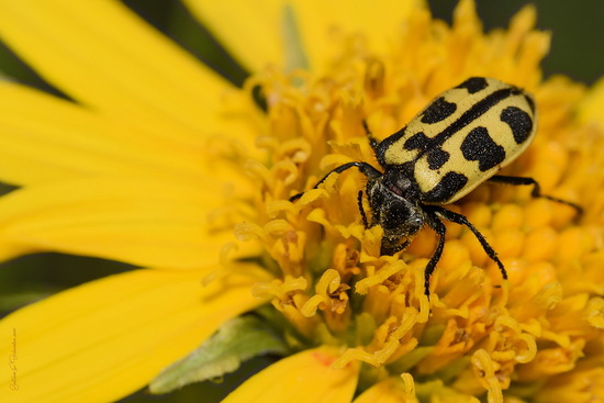 Soft-winged flower beetle