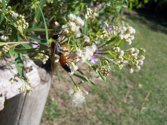 Digger wasp