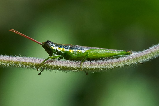 Spur-throated grasshopper