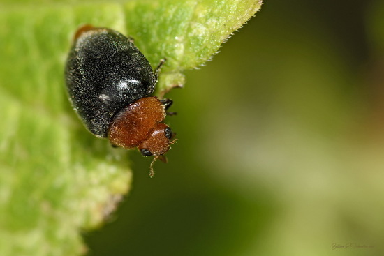 Mealybug destroyer