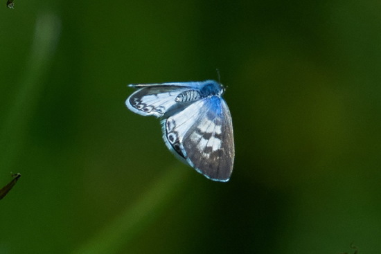 Yuyera