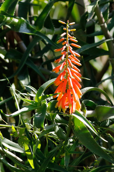 Aloe trepador/Climbing aloe