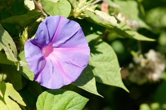 Campanilla violeta/Ocean blue morning glory