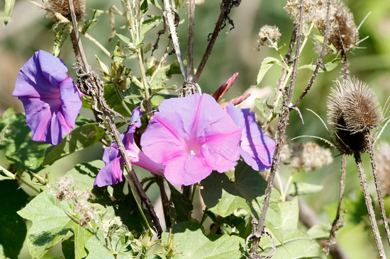 Campanilla violeta/Ocean blue morning glory